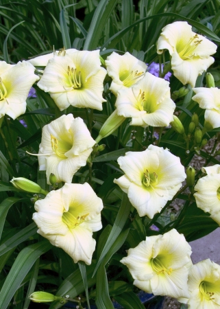 Лонгфилдс Перл