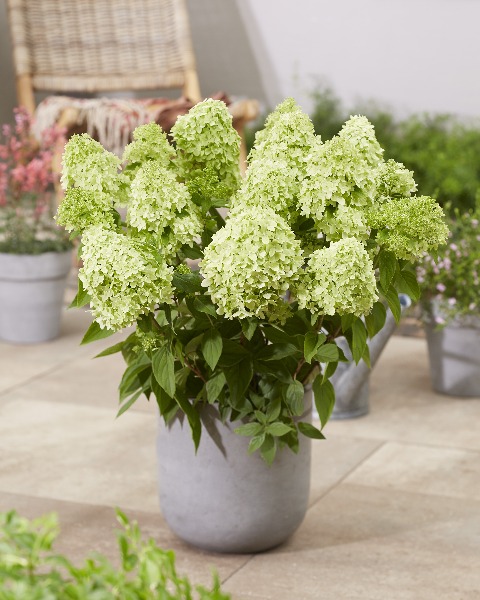 gortenziya_ paniculata_Greenlight