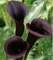 Шварцвалдер