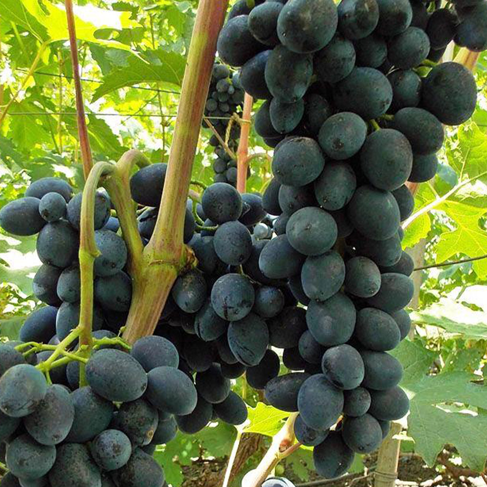 Черная-вишня