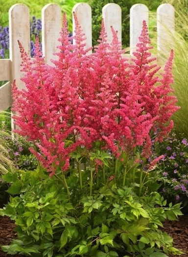 Astilbe-salmon-beyty