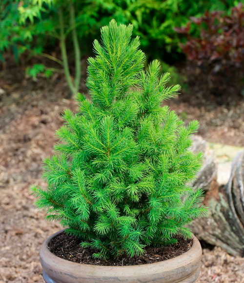 Picea glauca December