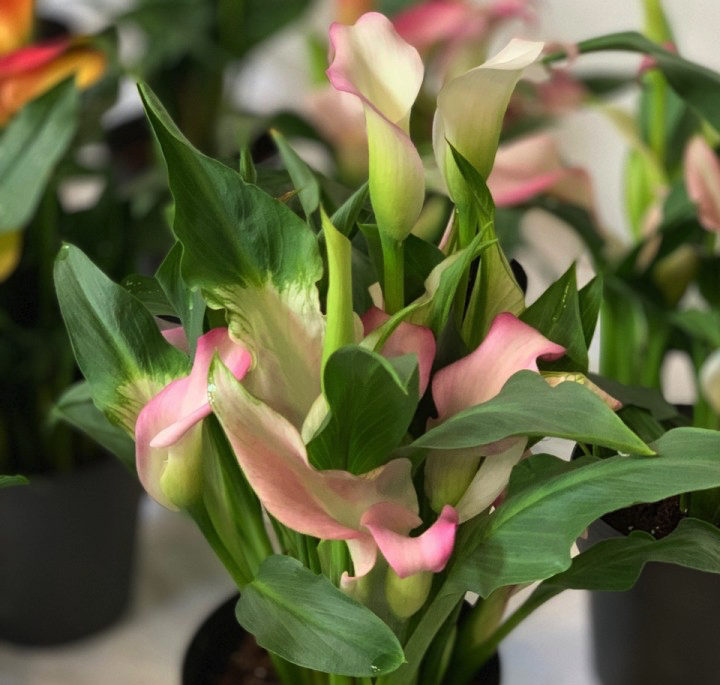 Калла френч кисс