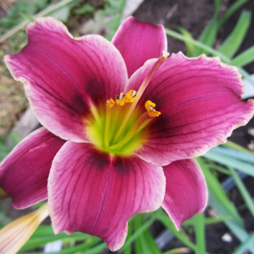 lileinil-littel-miss