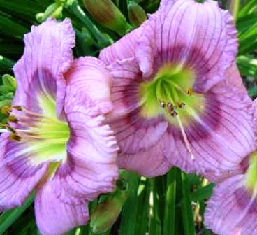 lileinil-siloam-new-toy