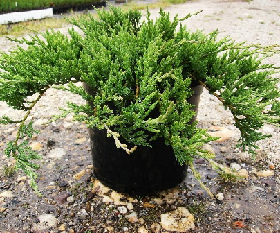 Juniperus horizontalis Jade River