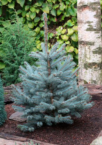 Picea pungens Blue Diamond