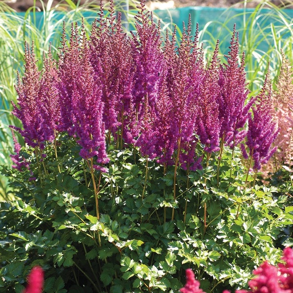astilba-bilberry-keik