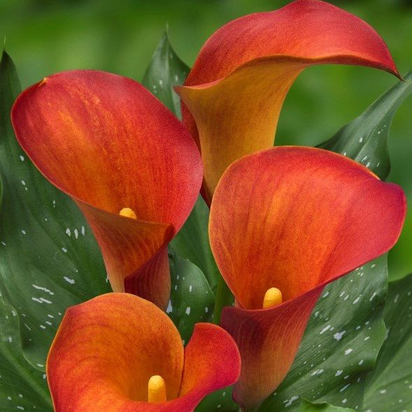 Калла Капитан Тринити