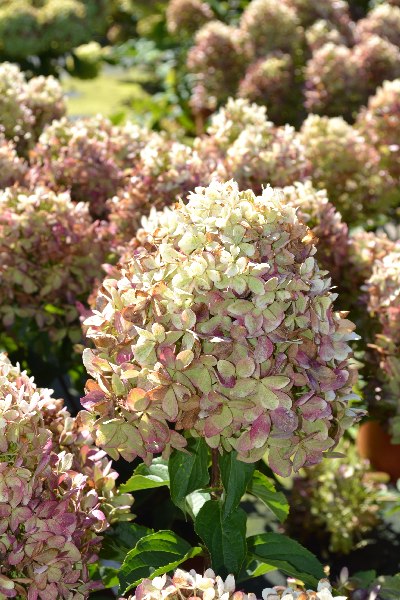gortenziya_paniculata_XS_Light2