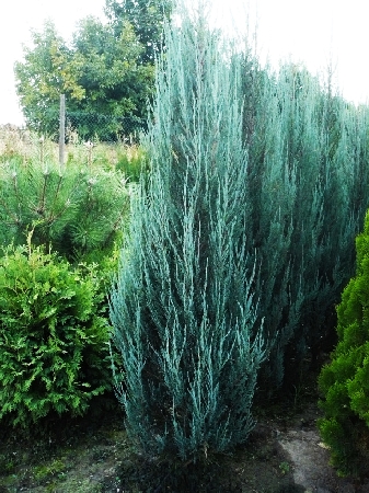 Juniperus scopulorum Blue Arrow