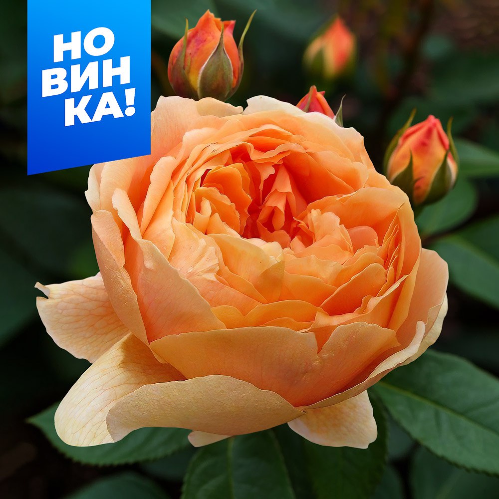 Роза Каралуна