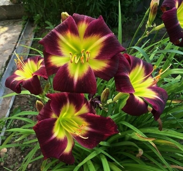 Лилейник НАЙТ БЕКОН