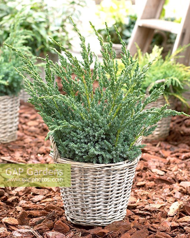 Juniperus squamata Blue Compact