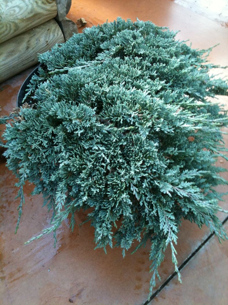 Juniperus horizontalis Icee Blue