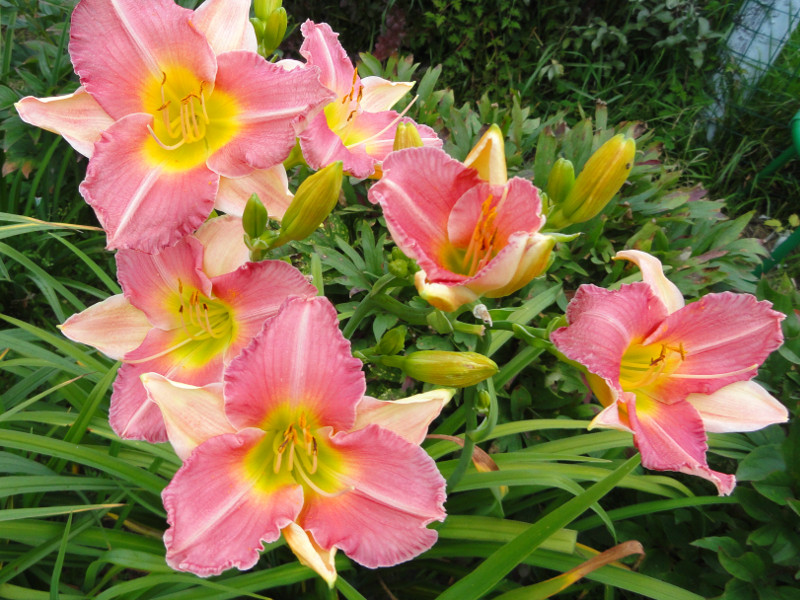 Ирис Финал Тач 2