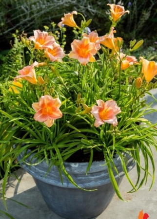 Эвридэйлили пинг винг