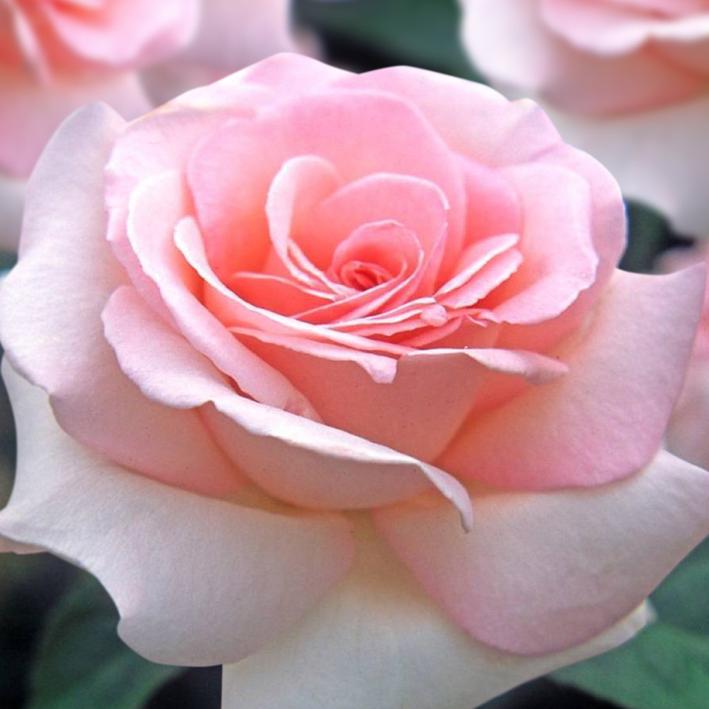 Александр-Пушкин